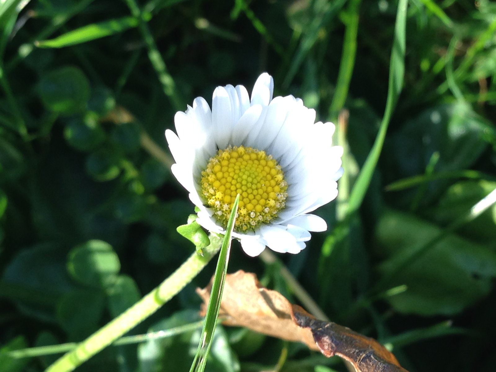 Daisy Closeup